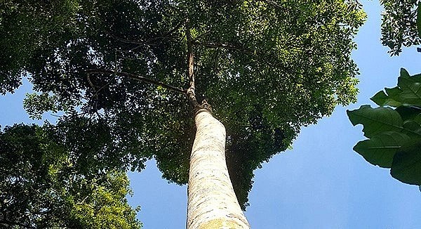 Cây trám đặc biệt ở Lạng Sơn được thương lái Trung Quốc đặt cọc mua trước hàng chục năm.