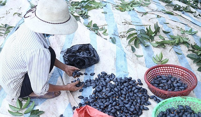 Vào mùa thu hoạch trám người dân vùng núi lại có thêm nguồn thu nhập từ hái quả trám rừng.