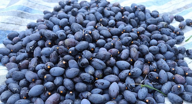 Quả trám đen ngày càng có giá trị kinh tế cao.