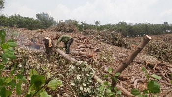 Cây làm giàu giờ nhiều năm rớt giá, mất mùa nông dân chặt hạ không thương tiếc nguy cơ thiếu nguyên liệu