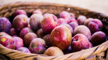 Mận đang vào mùa, mách bạn một số mẹo hay giúp ăn mận không lo nổi mụn