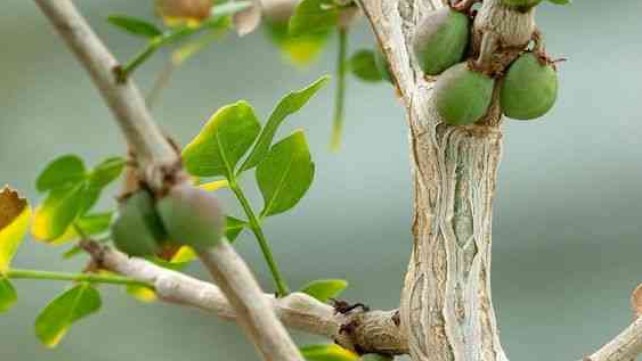 Tác dụng chữa bệnh của cây một dược