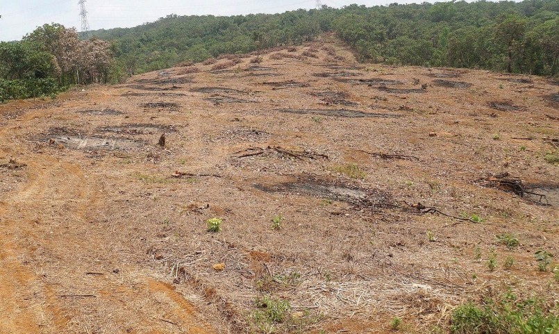 Những vườn điều đã bị chặt và san phẳng chuẩn bị trồng sầu riêng.