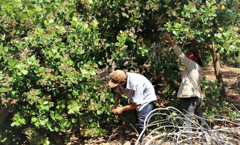 Nhiều năm qua cây điều liên tục mất mùa đã khiến cho người dân Đắk Nông mất niềm tin và đang có xu hướng chặt bỏ để chuyển sang cây trồng khác.