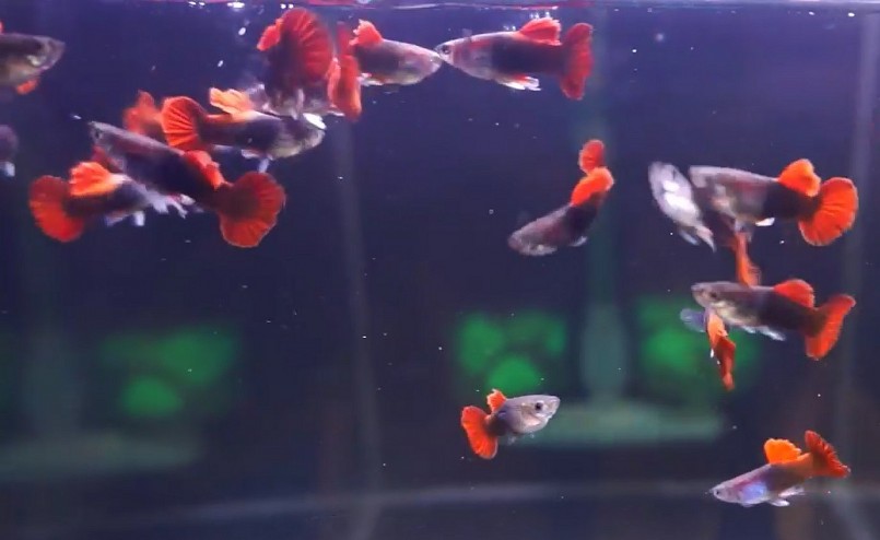 Nhóm đã tìm tòi và khám phá những điều đặc biệt trong thế giới cá cảnh.