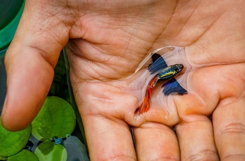 Thế giới cá cảnh có nhiều điều bí ẩn để khám phá.