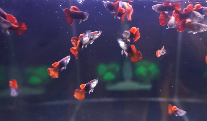 Một con cá được đánh giá là đẹp dựa trên nhiều yếu tố và cách chơi mỗi loài.