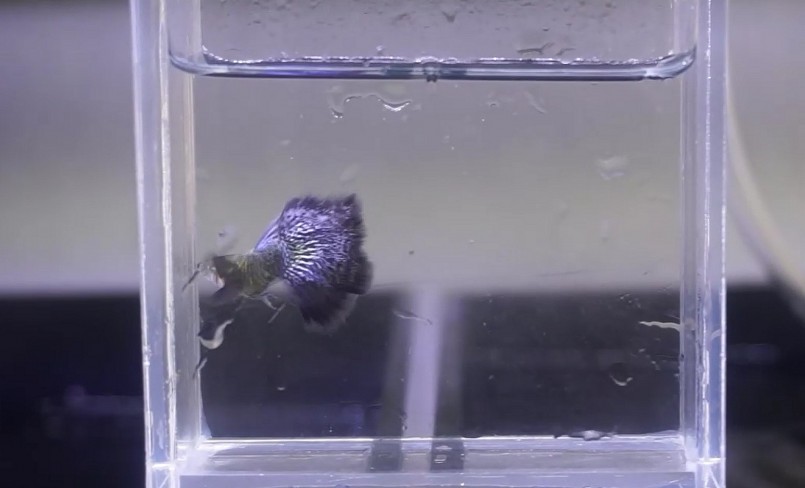 Ban đầu đến với cá cảnh vì thú vui.