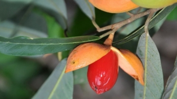 Cây máu chó có tác dụng điều trị ghẻ lở và một số bệnh khác