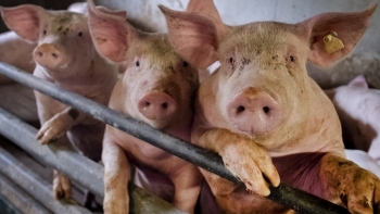 Giá heo hơi hôm nay 20/4: Vọt lên mức 55.000 đồng/kg, nghịch lý khi người nuôi không thể bán heo