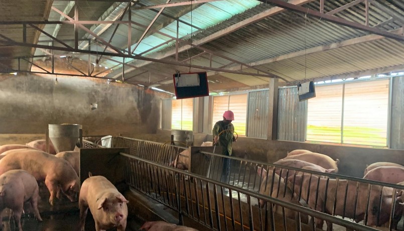 Giá heo hơi hôm nay 20/4 tiếp đà tăng người chăn nuôi tranh thủ bán cắt lỗ. Giá heo hơi hôm nay 20/4 tiếp đà tăng người chăn nuôi tranh thủ bán cắt lỗ.