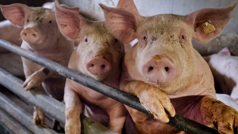 giá heo hơi hôm nay 20/4, tăng khởi sắc trên cả nước. Hiện nay có nơi giá heo đã chạm ngưỡng 55.000 đồng/kg. giá heo hơi hôm nay 20/4, tăng khởi sắc trên cả nước. Hiện nay có nơi giá heo đã chạm ngưỡng 55.000 đồng/kg.