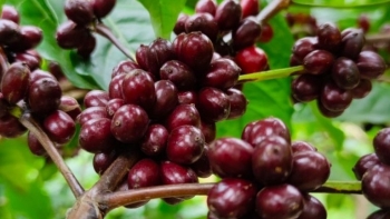 Giá nông sản hôm nay 20/4: Cà phê sàn kỳ hạn nghịch chiều, hồ tiêu dùng dằng mốc cũ