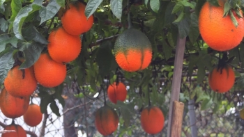 Loại quả bờ rào ở Việt Nam vì sao nước ngoài quý như "quả từ thiên đường" kỳ công trồng bằng được