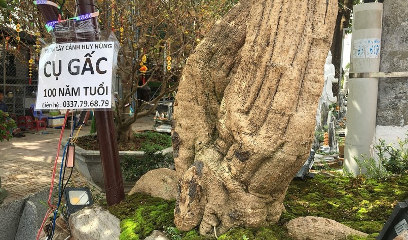 Cây gấc trên 100 tuổi chiều cao khoảng 1,2m không tính đế