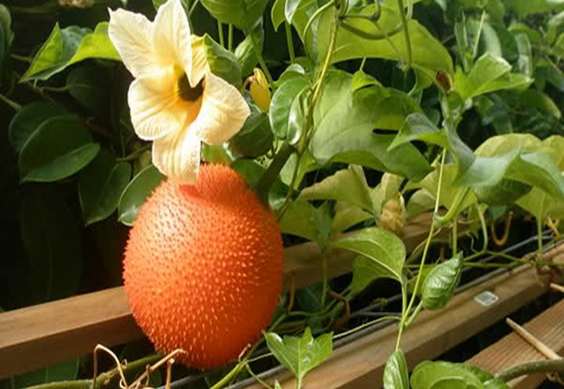 Cây gấc quen thuộc với người Việt Nam và có những công dụng tốt cho sức khỏe khi sử dụng trái gấc.