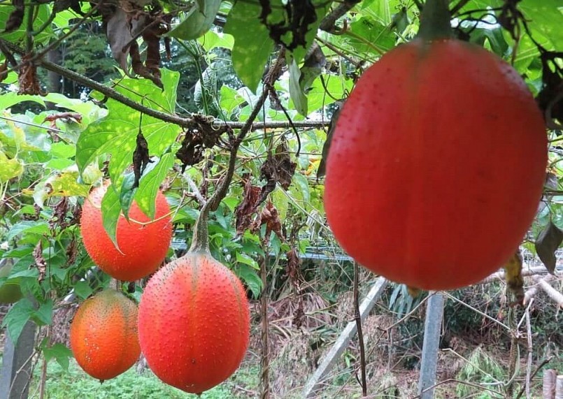 Nhiều nơi trồng gấc để thu hút khách du lịch đến chụp ảnh, khi gấc chín thu hoạch để sản xuất tinh dầu gấc.