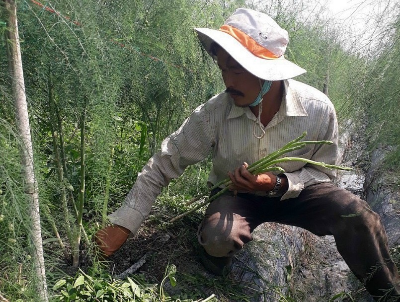 Anh Bo thu hoạch măng tây xanh