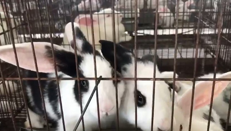 Mỗi tháng, anh Thắng xuất ra thị trường khoảng 450kg thỏ thương phẩm.