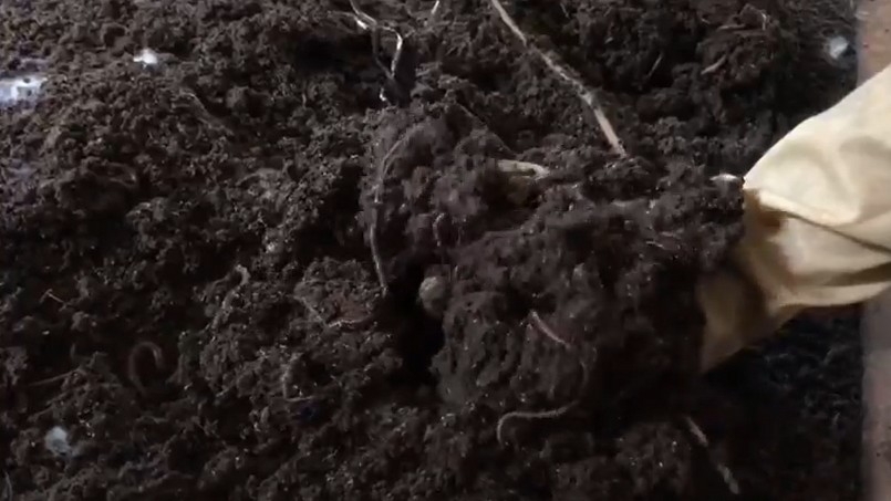 Mô hình trên nuôi thỏ, dưới nuôi trùn cho lợi kép của anh Hồ Ngọc Thắng. 