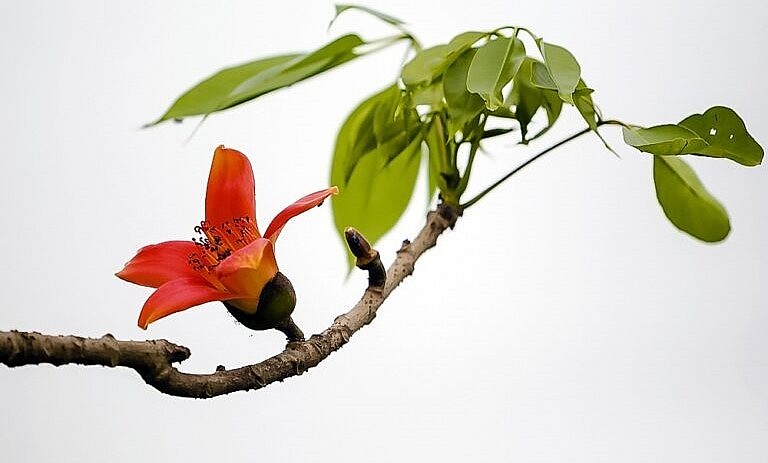 Hoa gạo còn được gọi là hoa mộc miên hoặc là hoa bơ lang – đây được ví là loài hoa của làng quê. 