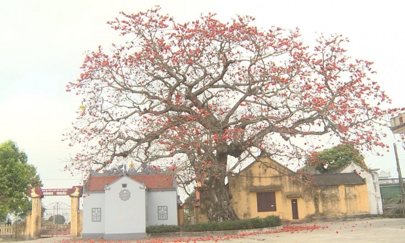 Theo người dân quanh đình cho biết, hai cây gạo được trồng hai bên đình gồm 1 cây ông và 1 cây bà (cây thấp là bà, cây cao là ông).