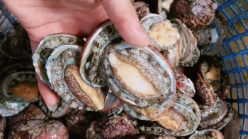 Giật mình với hải sản quý tộc từng đứng đầu về độ đắt đỏ nay được rao bán giá ngang thịt lợn