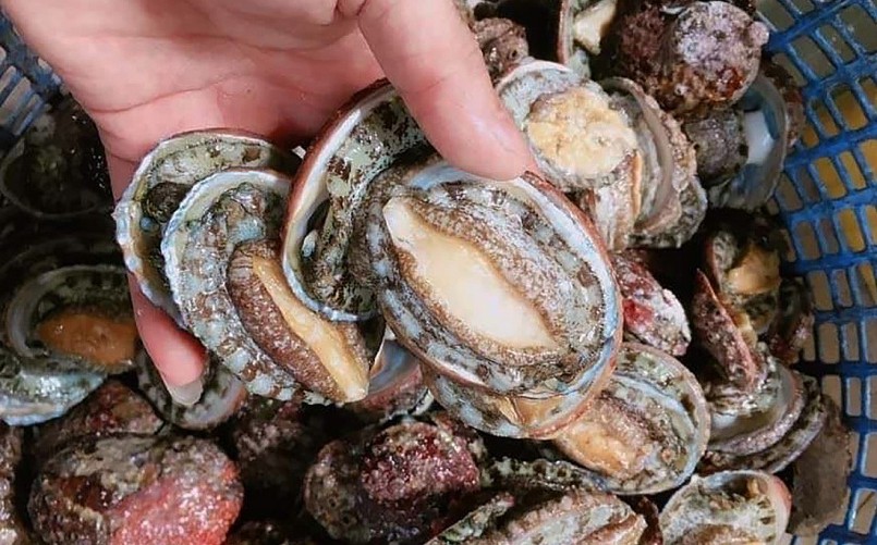 Bào ngư được ví như món ăn quý tộc quy hiếm đang được rao bán với giá rẻ giật mình.