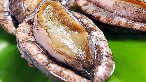 Cùng với yến sào và vi cá mập, bào ngư được xem là món ăn quý trong các bữa tiệc sang trọng. 