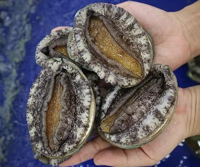 Bào ngư Hàn Quốc có vỏ tầng thân phát triển lấn tầng xoắn ốc, phía ngoài có nhiều vân tím, nâu, xanh xen kẽ nhau.