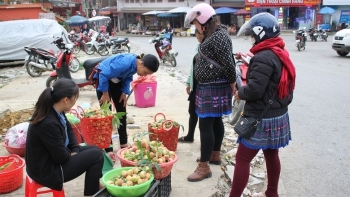 Trồng đào quả nào quả đấy to như đào tiên trong phim “Tây du ký”, nông dân rủng rỉnh tiền