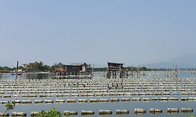 Khu nuôi hàu của gia đình anh Đen.