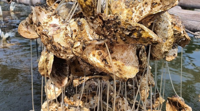 Nuôi hàu trên dây giảm chi phí, hàu giống phát triển tốt.