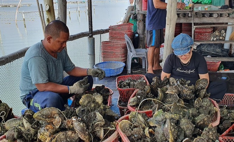 Thu hoạch hàu và xử lý trước khi giao cho khách hàng.