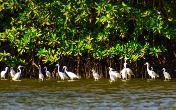 TX Quảng Yên (Quảng Ninh): Tuyên truyền vận động nhân dân tham gia bảo vệ chim di cư, động vật hoang dã góp phần bảo vệ sự đa dạng sinh học