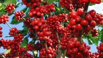 Giá nông sản hôm nay 21/4: Cà phê giảm rời đỉnh 60.000 đồng/kg, hồ tiêu tăng khởi sắc lập trần mới