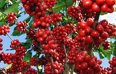 Giá nông sản hôm nay 21/4, giá cà phê trên thị trường thế giới giảm kéo giá cà phê trong nước giảm nhẹ 200 đồng/kg. Giá nông sản hôm nay 21/4, giá cà phê trên thị trường thế giới giảm kéo giá cà phê trong nước giảm nhẹ 200 đồng/kg.