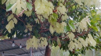 Cây lá lụa không chỉ là món ăn