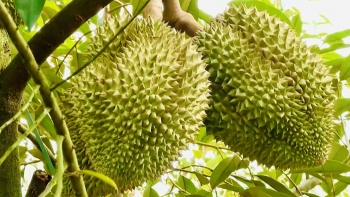 Gian lận 'mã số vùng trồng' nguy cơ nông sản mất thị trường xuất khẩu