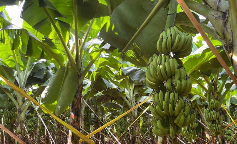 Còn có tình trạng khi được cấp mã số rồi lại không quản lý tốt để xảy ra tình trạng mạo danh, đánh cắp mã số...