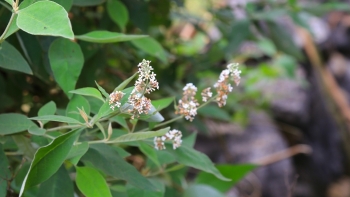 Hoa bó phón là hoa gì mà đồ xôi vàng như nghệ, ăn ngon lại mát gan, bổ máu