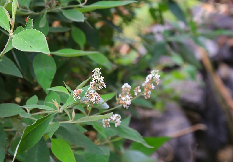 Cây hoa bjoóc phón trên rừng