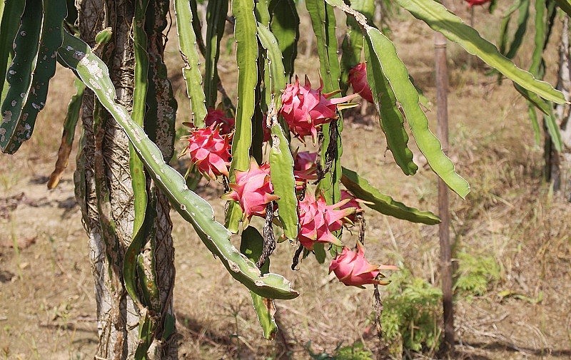 Thanh long trồng chủ yếu để lấy quả 