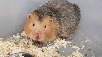 Nuôi loài đặc sản đẻ son sòn tha hồ bán con giống và thương phẩm lãi 100 triệu đồng mỗi năm