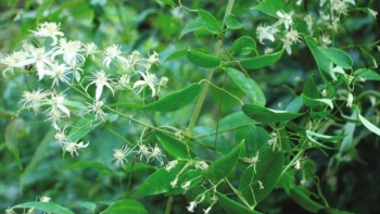 Tác dụng hữu ích của uy linh tiên