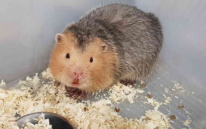 Từng nuôi thỏ và thất bại, anh Khoa chuyển sang nuôi dúi và đem lại hiệu quả cao.