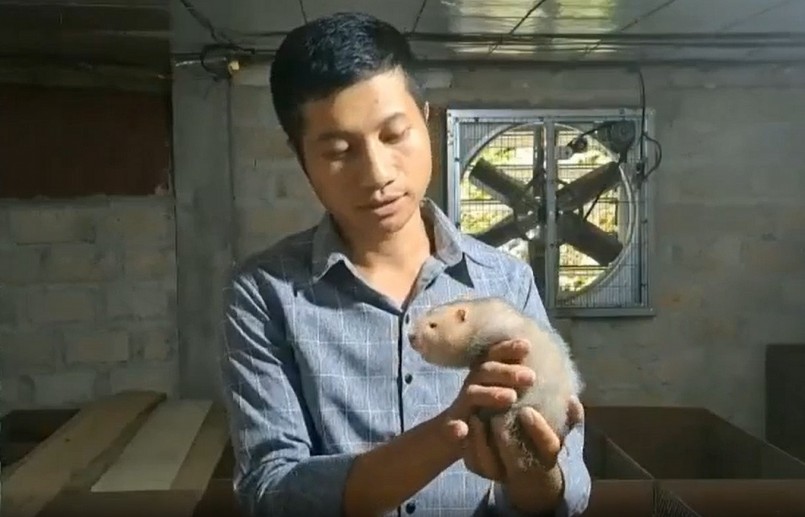 Trên diện tích 100m2, anh đầu tư chăn nuôi 100 đôi dúi nuôi sinh sản.