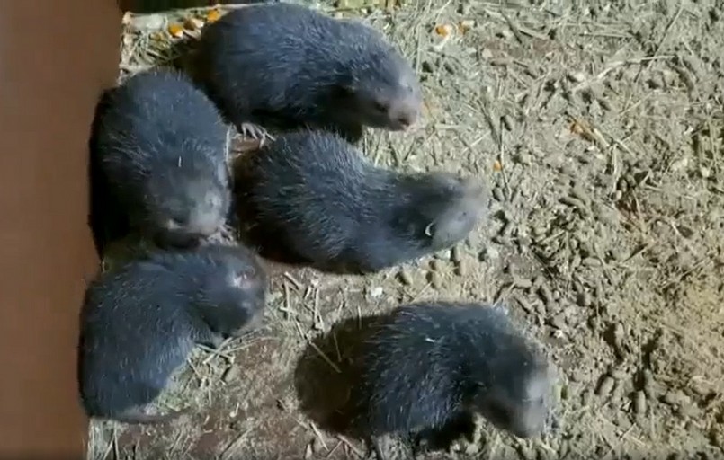 Mỗi năm anh Khoa thu lợi nhuận 100 triệu đồng từ nuôi dúi.