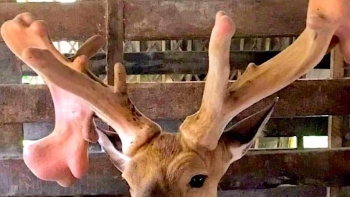 Con hươu kỳ lạ mỗi năm lại ra cặp nhung khổng lồ, khách trả nửa tỷ không bán