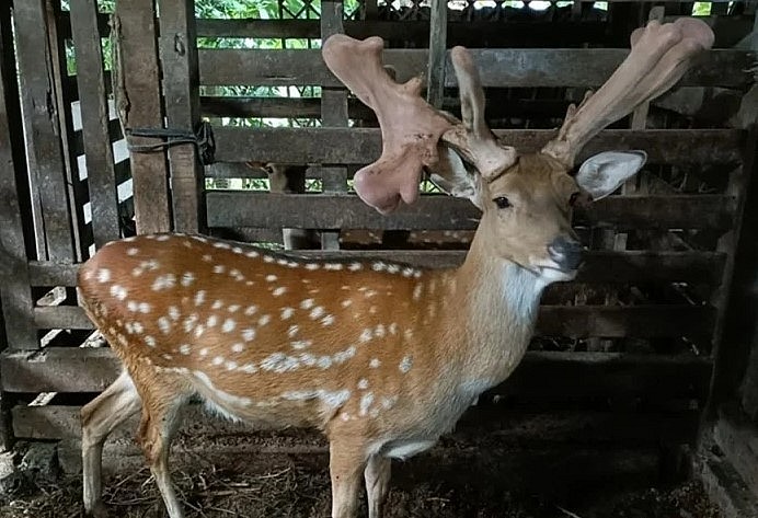 Sau 5 năm chăm sóc, chú hươu cho khoảng 15,5kg nhung, có người ngỏ ý mua lại với số tiền 500 triệu đồng. Sau 5 năm chăm sóc, chú hươu cho khoảng 15,5kg nhung, có người ngỏ ý mua lại với số tiền 500 triệu đồng.